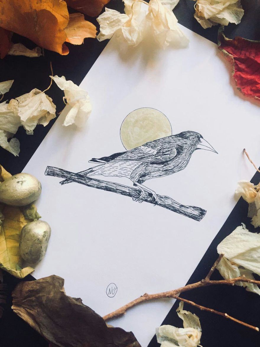Lovely Colombian Bird Illustrations
