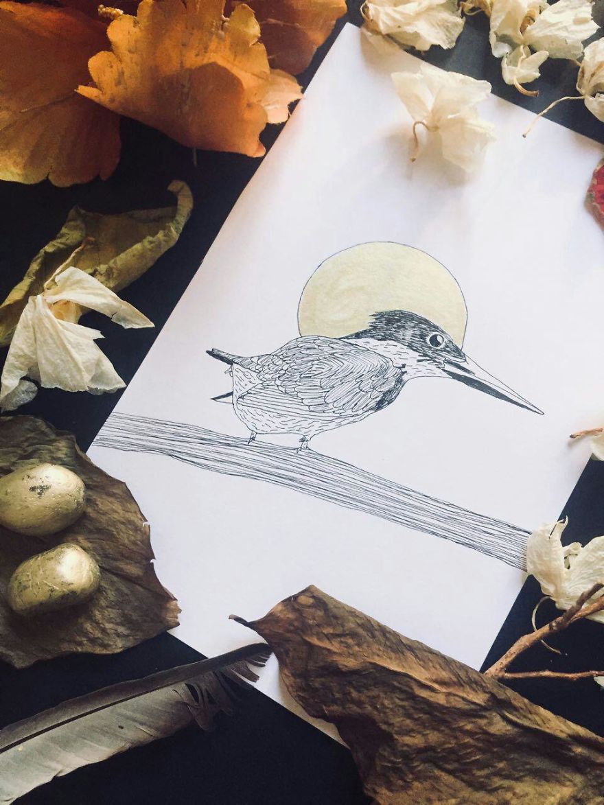 Lovely Colombian Bird Illustrations