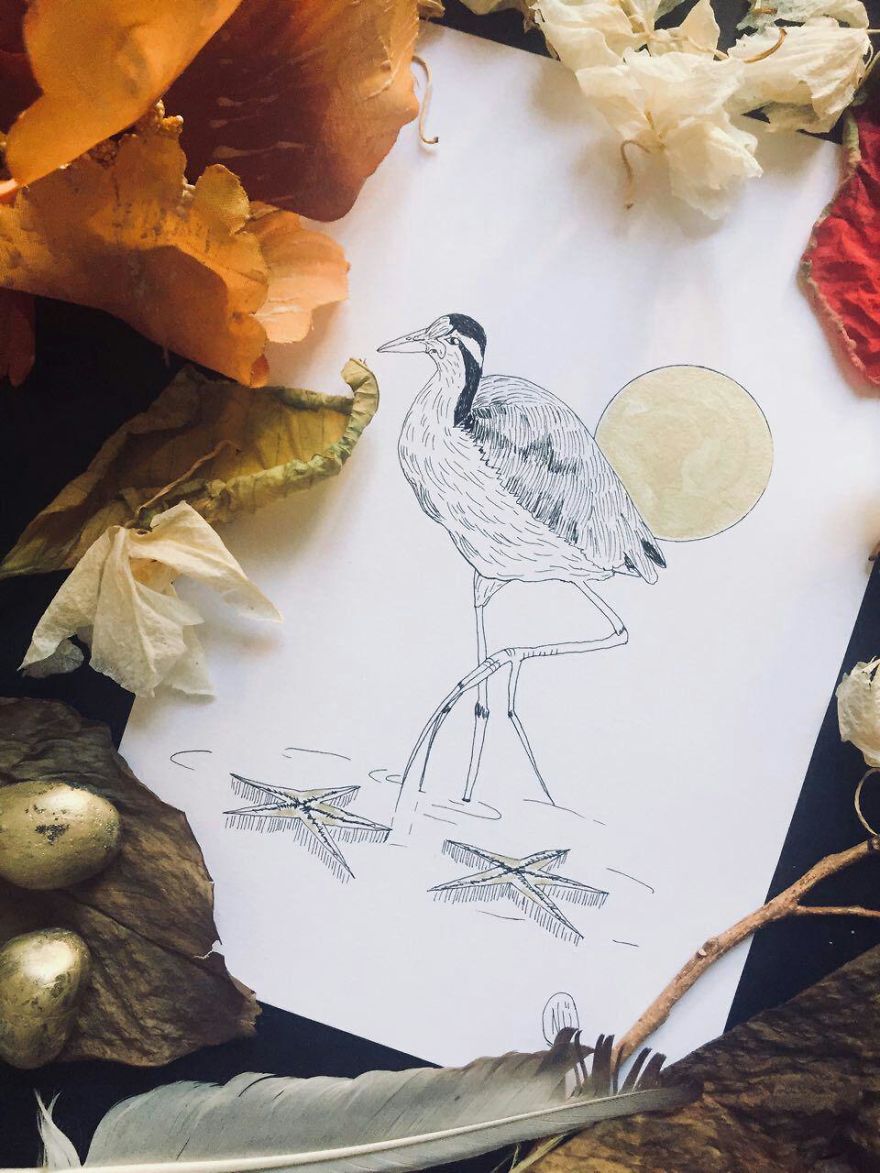 Lovely Colombian Bird Illustrations