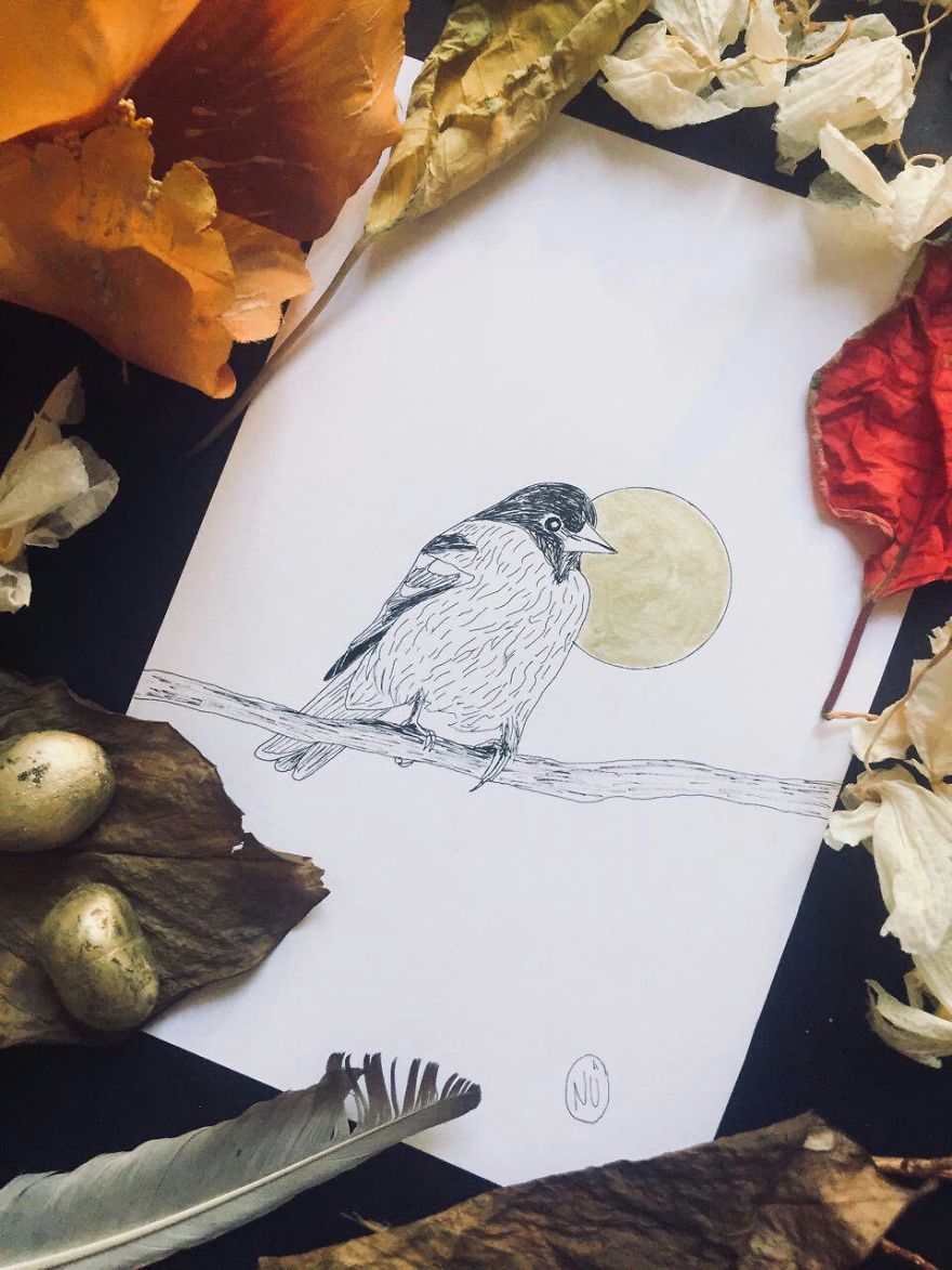 Lovely Colombian Bird Illustrations