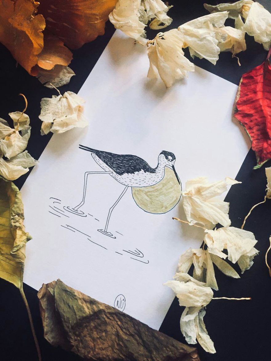 Lovely Colombian Bird Illustrations