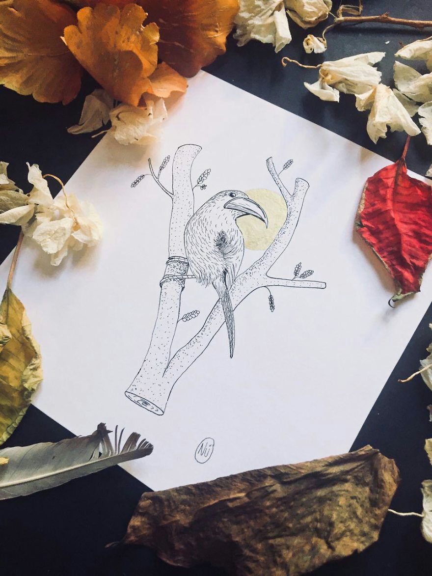 Lovely Colombian Bird Illustrations