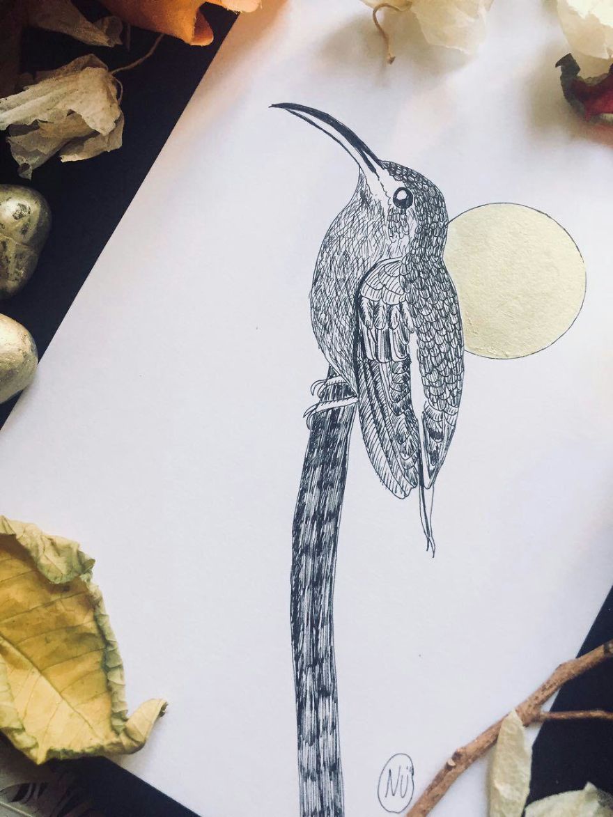 Lovely Colombian Bird Illustrations