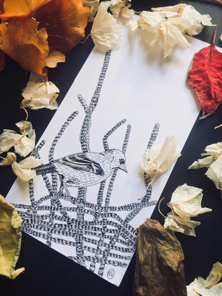 Lovely Colombian Bird Illustrations