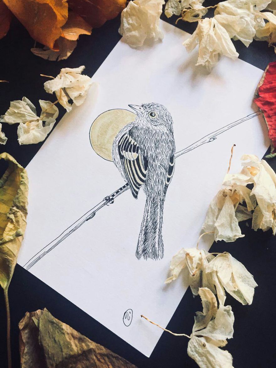 Lovely Colombian Bird Illustrations