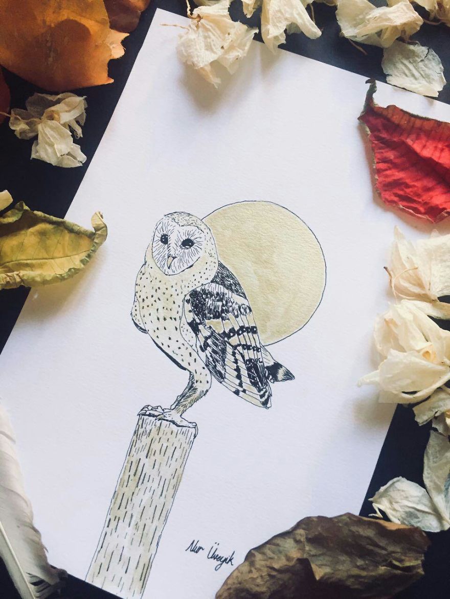 Lovely Colombian Bird Illustrations