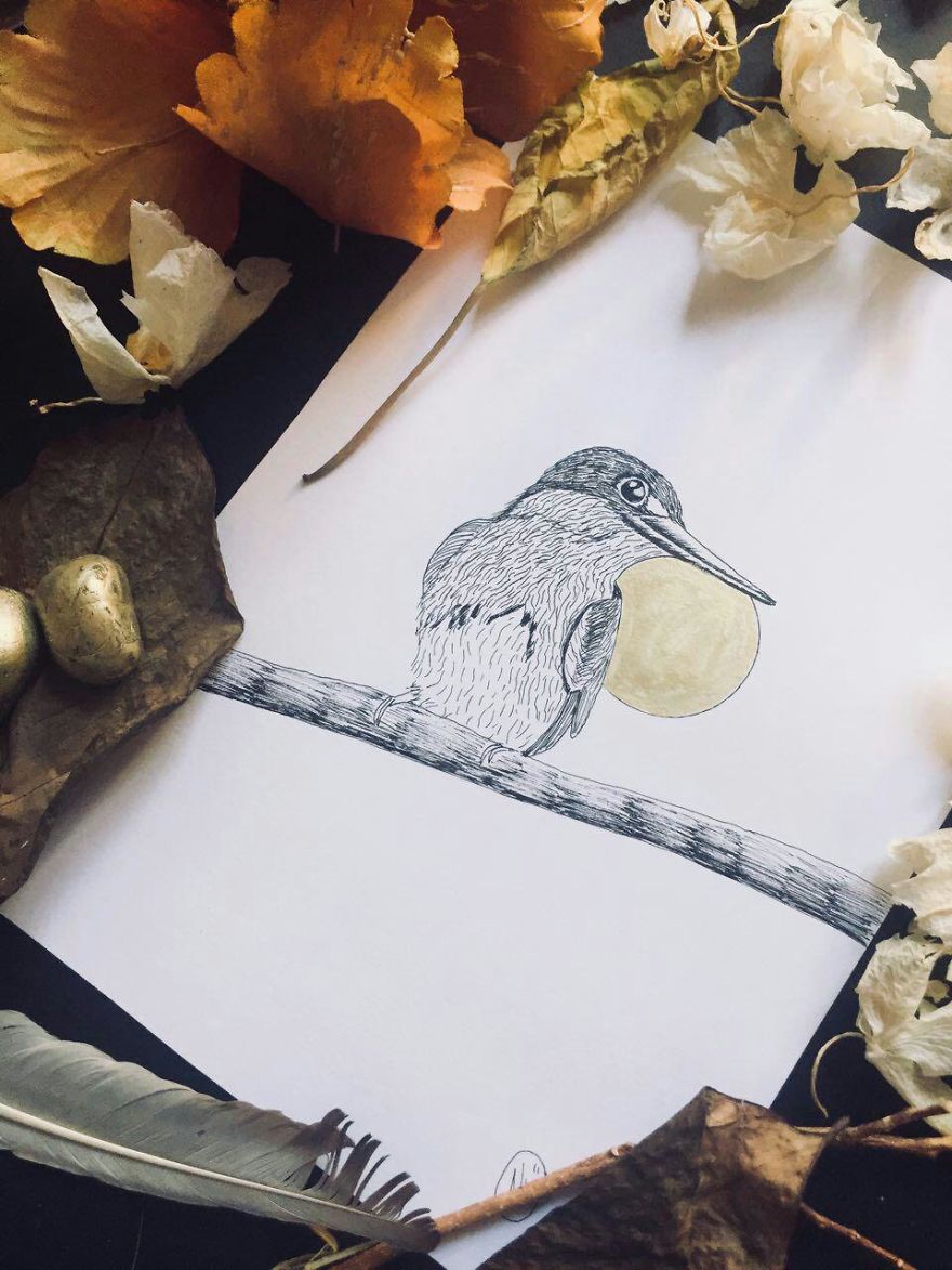 Lovely Colombian Bird Illustrations