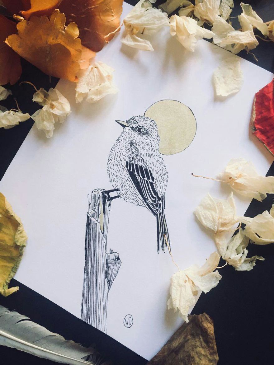 Lovely Colombian Bird Illustrations