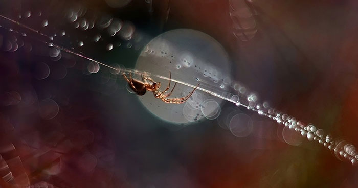 I Use A Bokeh Effect To Show How Fragile And Stunning Nature Is