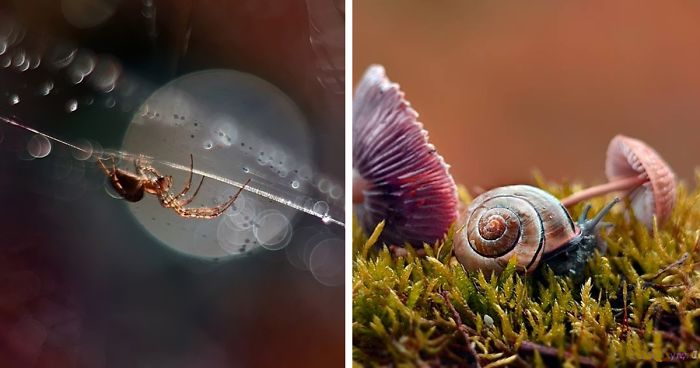 I Use A Bokeh Effect To Show How Fragile And Stunning Nature Is