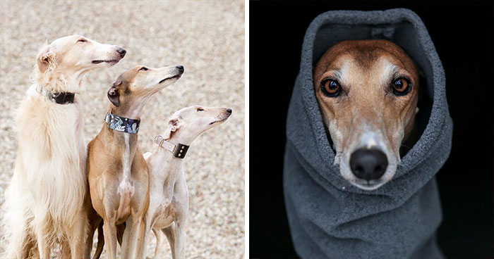 We Are The Sighthound Squad And We Explore Lithuania With Our Lovely Dogs