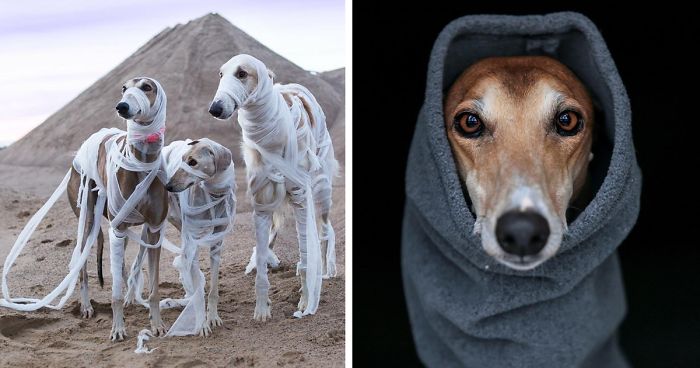 We Are The Sighthound Squad And We Explore Lithuania With Our Lovely Dogs