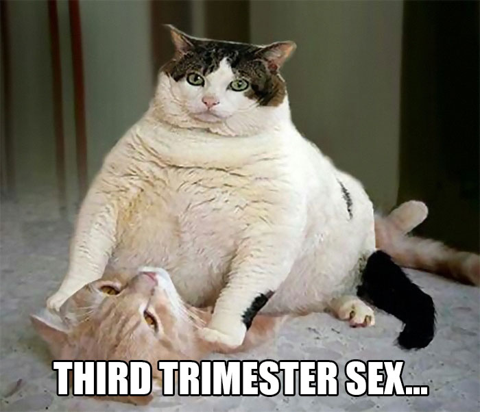 Funny pregnancy meme with a large cat sitting on another, captioned "Third Trimester S*x."