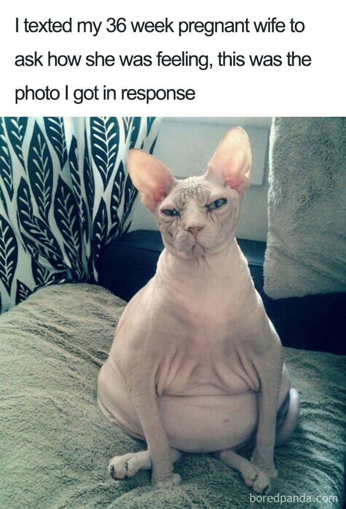 Hairless cat with a grumpy expression, humorously representing pregnancy feelings, sitting on a sofa.