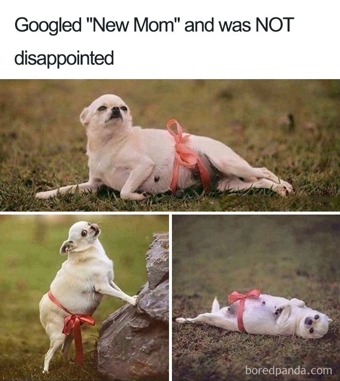 Pregnancy meme featuring a Chihuahua with a pink ribbon, humorously displaying new mom poses.