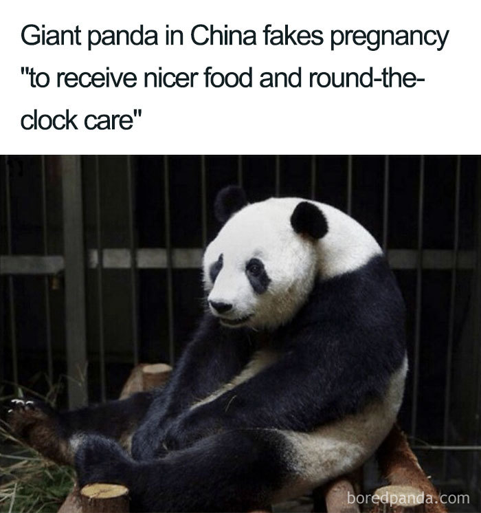 Panda fakes pregnancy for better care, funny meme.