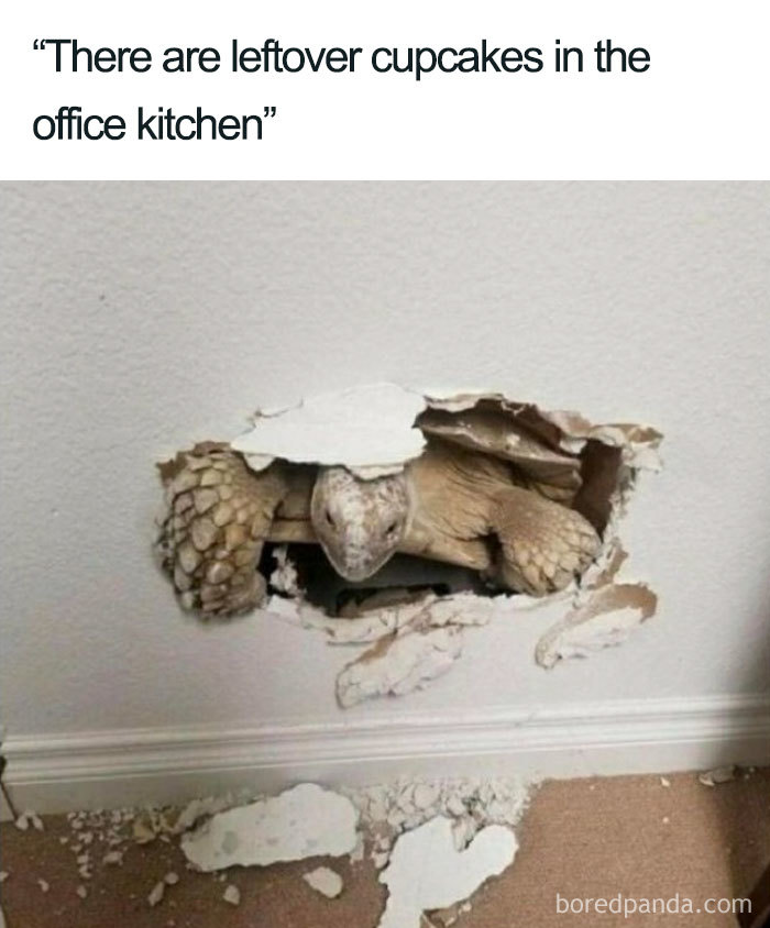Tortoise crashing through a wall in a funny pregnancy meme about cupcakes in the office kitchen.