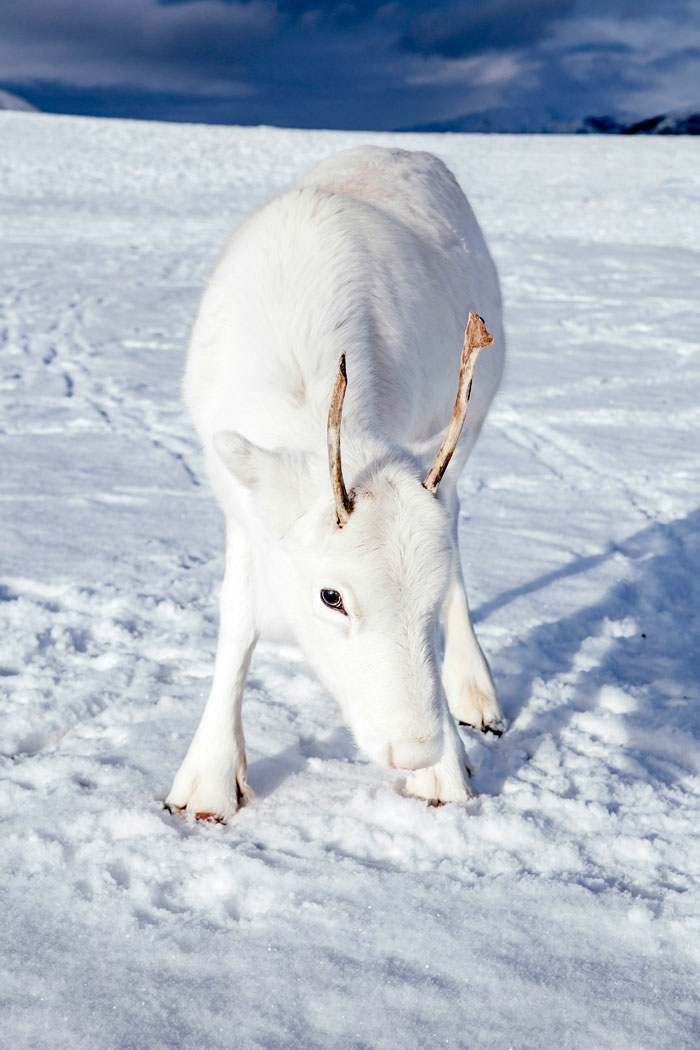 Photographer Captures Extremely Rare White Baby Reindeer While Hiking In Norway (6 Pics) Photographer Captures Extremely Rare White Baby Reindeer While Hiking In Norway (6 Pics)