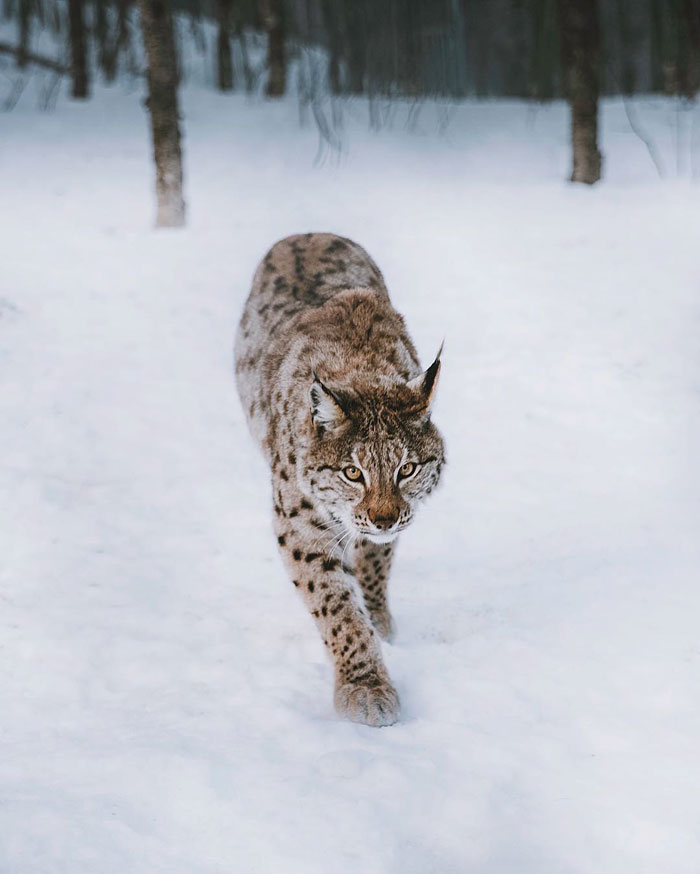 Photographer Captures Extremely Rare White Baby Reindeer While Hiking In Norway (6 Pics) Photographer Captures Extremely Rare White Baby Reindeer While Hiking In Norway (6 Pics)