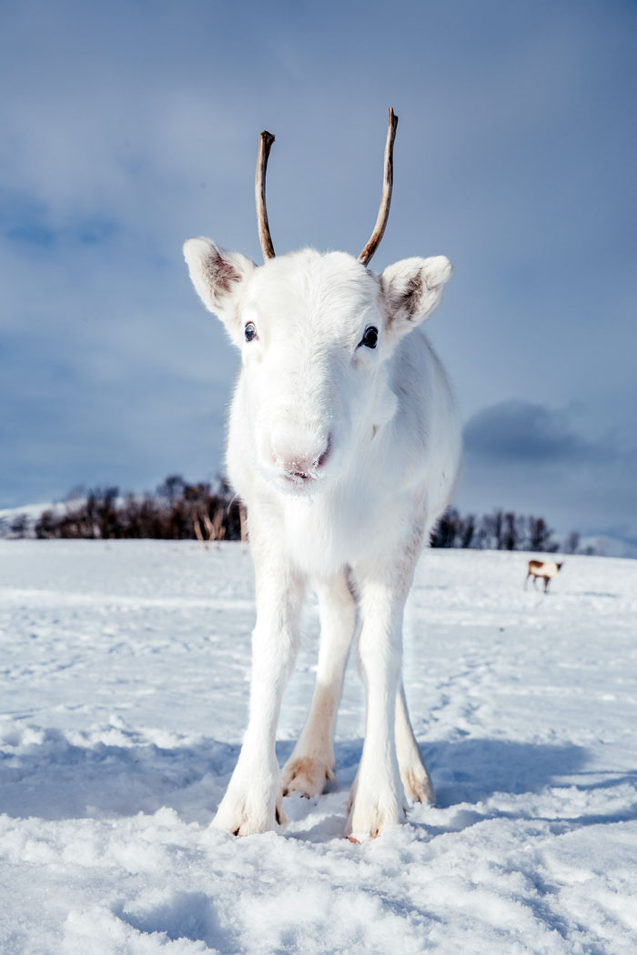 Photographer Captures Extremely Rare White Baby Reindeer While Hiking In Norway (6 Pics) Photographer Captures Extremely Rare White Baby Reindeer While Hiking In Norway (6 Pics)