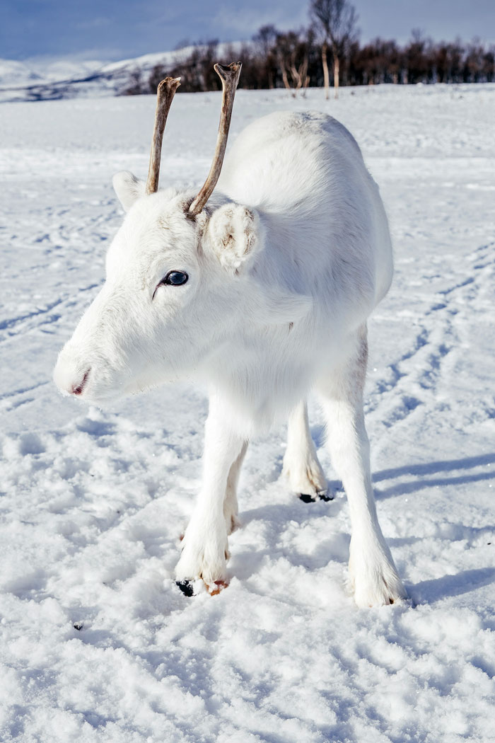 Photographer Captures Extremely Rare White Baby Reindeer While Hiking In Norway (6 Pics) Photographer Captures Extremely Rare White Baby Reindeer While Hiking In Norway (6 Pics)
