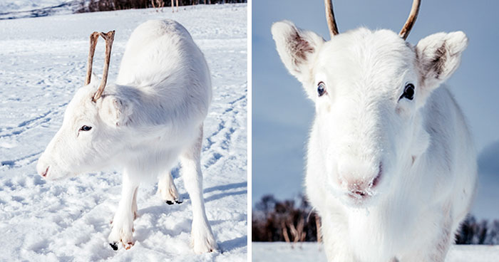 Photographer Captures Extremely Rare White Baby Reindeer While Hiking In Norway (6 Pics)