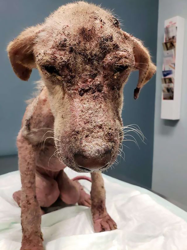 Dog Who Was So Weak Everyone Thought She’s Gonna Die Recovers In Less Than 2 Months Dog Who Was So Weak Everyone Thought She’s Gonna Die Recovers In Less Than 2 Months