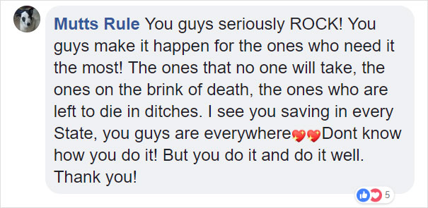 Dog Who Was So Weak Everyone Thought She’s Gonna Die Recovers In Less Than 2 Months