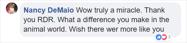 Dog Who Was So Weak Everyone Thought She’s Gonna Die Recovers In Less Than 2 Months