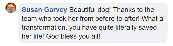 Dog Who Was So Weak Everyone Thought She’s Gonna Die Recovers In Less Than 2 Months Dog Who Was So Weak Everyone Thought She’s Gonna Die Recovers In Less Than 2 Months