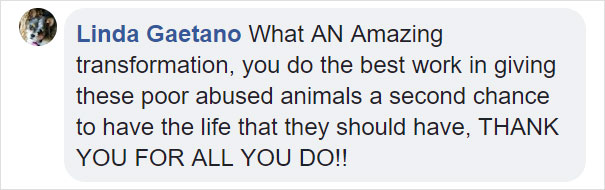 Dog Who Was So Weak Everyone Thought She’s Gonna Die Recovers In Less Than 2 Months Dog Who Was So Weak Everyone Thought She’s Gonna Die Recovers In Less Than 2 Months