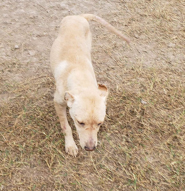 Dog Who Was So Weak Everyone Thought She’s Gonna Die Recovers In Less Than 2 Months