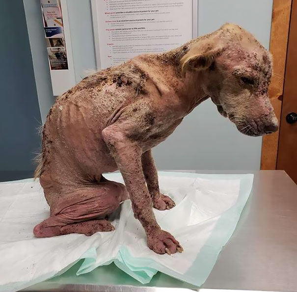 Dog Who Was So Weak Everyone Thought She’s Gonna Die Recovers In Less Than 2 Months