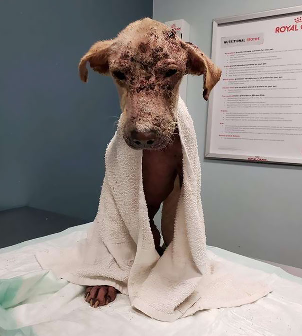 Dog Who Was So Weak Everyone Thought She’s Gonna Die Recovers In Less Than 2 Months Dog Who Was So Weak Everyone Thought She’s Gonna Die Recovers In Less Than 2 Months