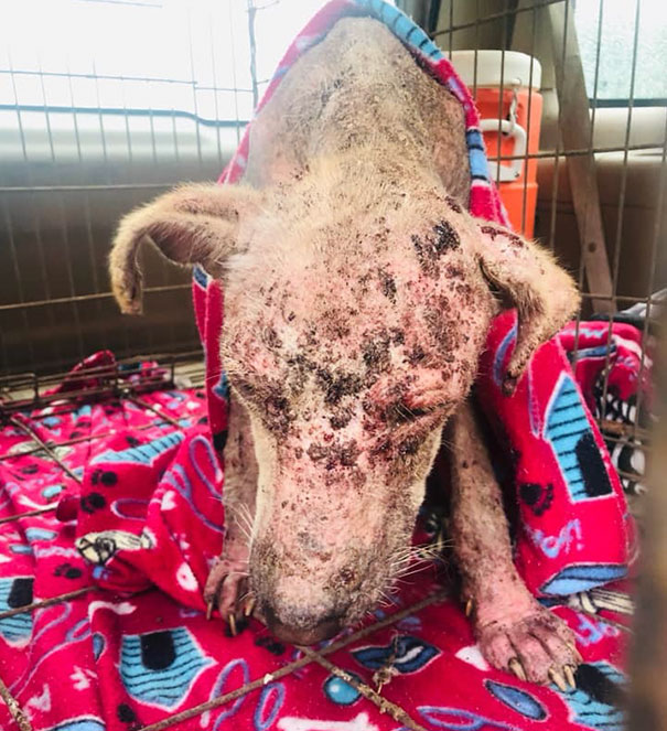 Dog Who Was So Weak Everyone Thought She’s Gonna Die Recovers In Less Than 2 Months Dog Who Was So Weak Everyone Thought She’s Gonna Die Recovers In Less Than 2 Months