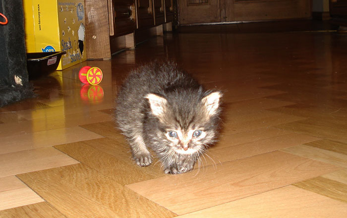 I Rescued A Newborn Kitten Trapped Under The Floor At My School And Now She Sees Every Human As A Blessing