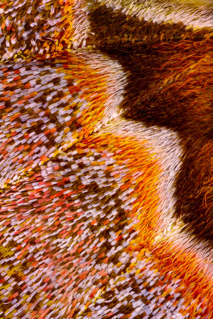 I Combine Thousands Of Photos To Create One Image Of A Butterfly Wing