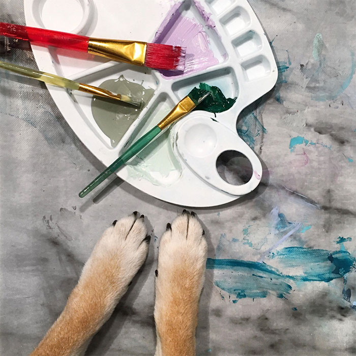 Owners Teach Their Shiba Inu To Paint, Sell Paintings Worth ~$5000 Owners Teach Their Shiba Inu To Paint, Sell Paintings Worth ~$5000