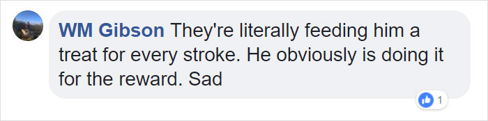 Owners Teach Their Shiba Inu To Paint, Sell Paintings Worth ~$5000