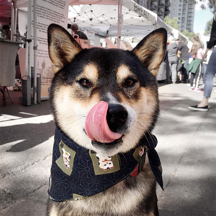 Owners Teach Their Shiba Inu To Paint, Sell Paintings Worth ~$5000