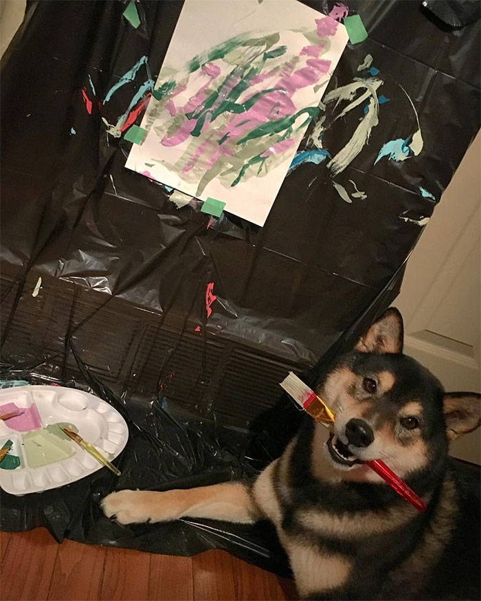Owners Teach Their Shiba Inu To Paint, Sell Paintings Worth ~$5000