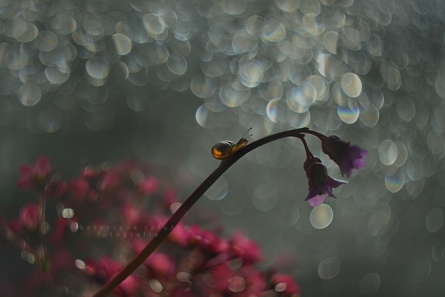 Bokeh Madness