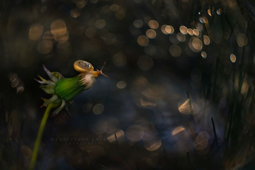 Bokeh Madness