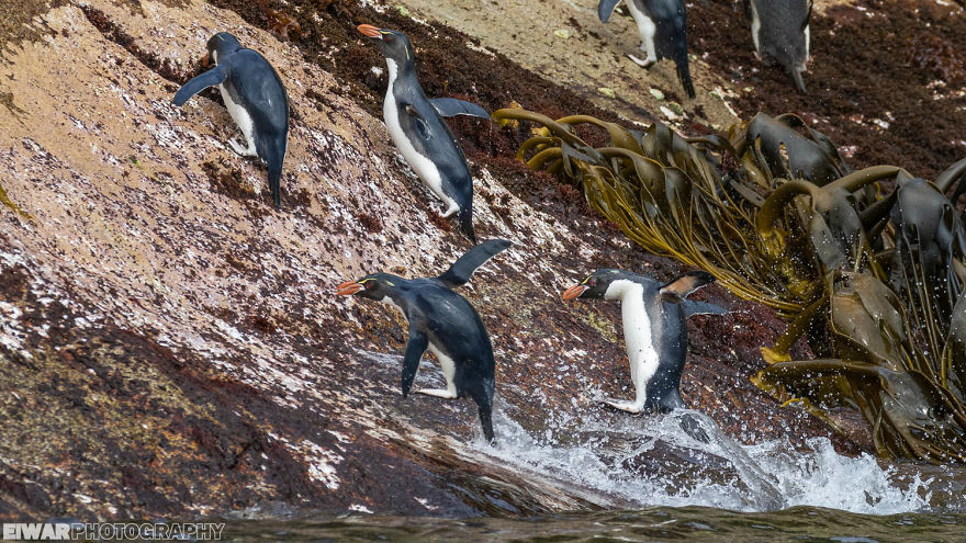 I Went To The Southern Ocean And Observed Penguins And Albatrosses.