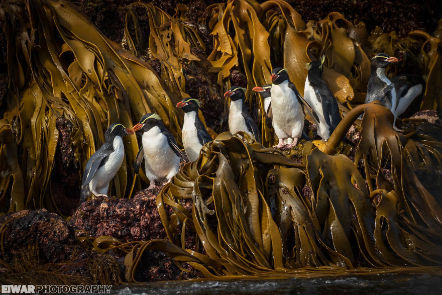 I Went To The Southern Ocean And Observed Penguins And Albatrosses.
