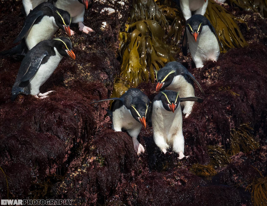 I Went To The Southern Ocean And Observed Penguins And Albatrosses.