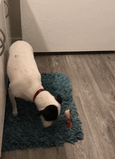 My Dog Is Trying To Bury Her Bone In My Bath Mat