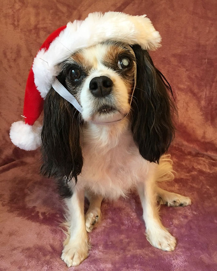 UK Government Bans Selling Puppies At Pet Stores After This Heartbreaking Dog Story Goes Viral UK Government Bans Selling Puppies At Pet Stores After This Heartbreaking Dog Story Goes Viral