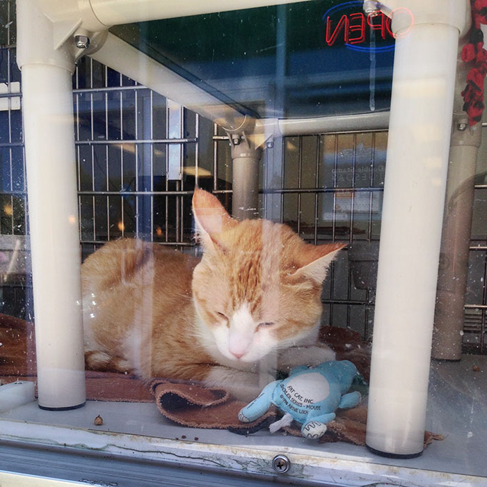 UK Government Bans Selling Puppies At Pet Stores After This Heartbreaking Dog Story Goes Viral