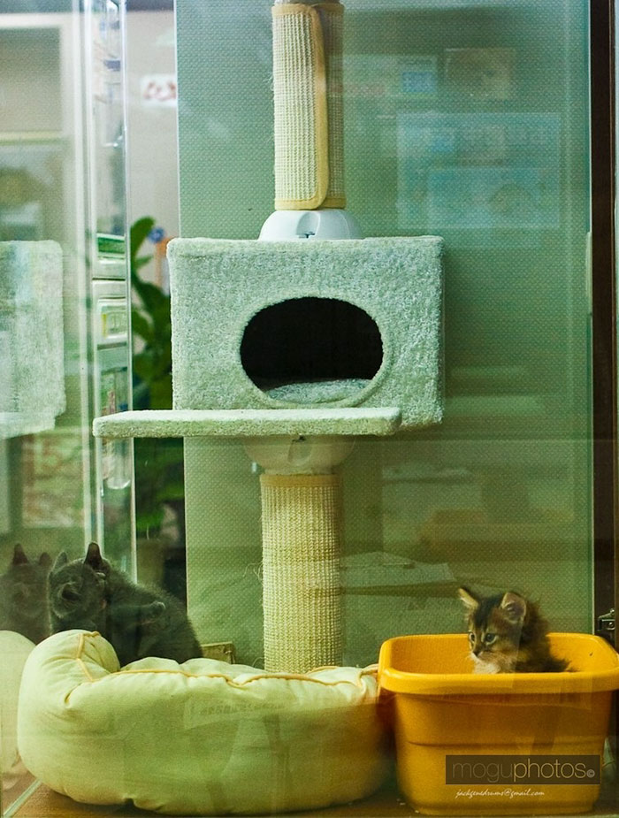 UK Government Bans Selling Puppies At Pet Stores After This Heartbreaking Dog Story Goes Viral